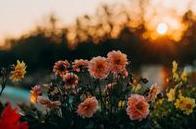 Vibrant dahlia flowers glowing under a warm Sydney sunset