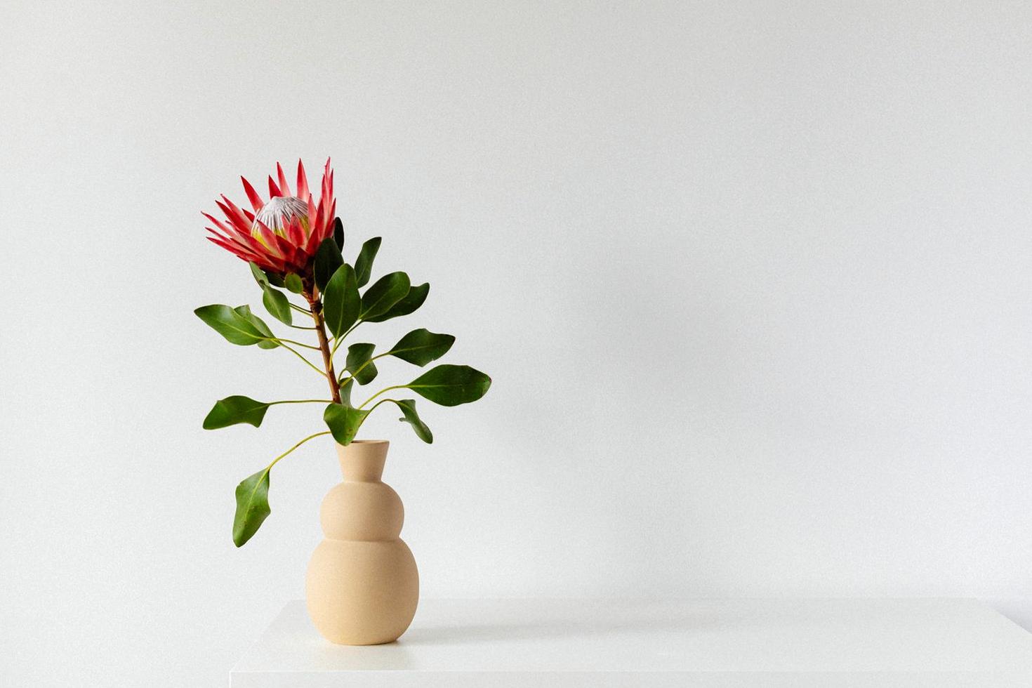 Featured Protea Arrangement